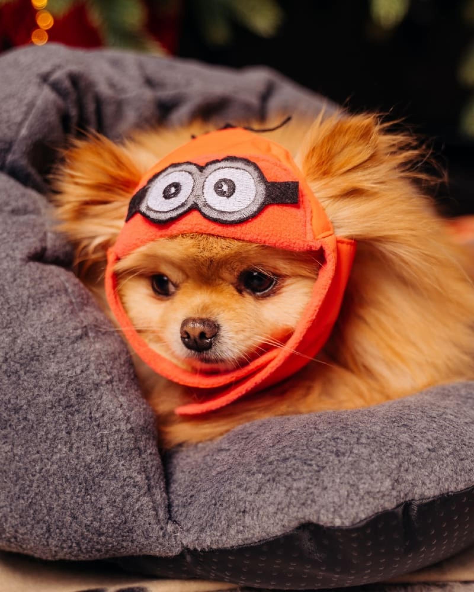 Tappi одежда Шапка Вазовски оранжевый размер S зп24ос 0.100 кг 56208