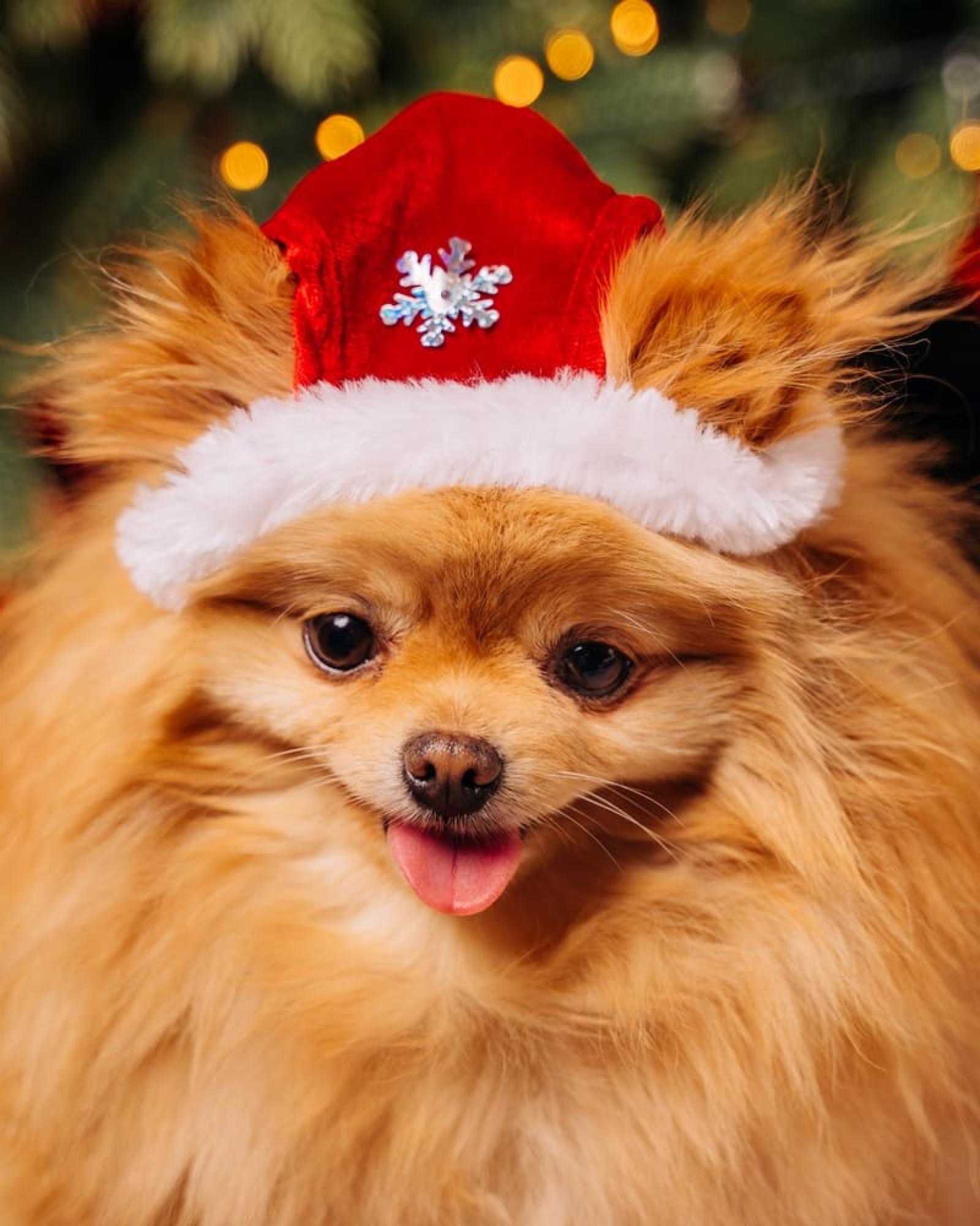 Tappi одежда Колпак новогодний Алькор размер L зп24ос 0,100 кг 56214