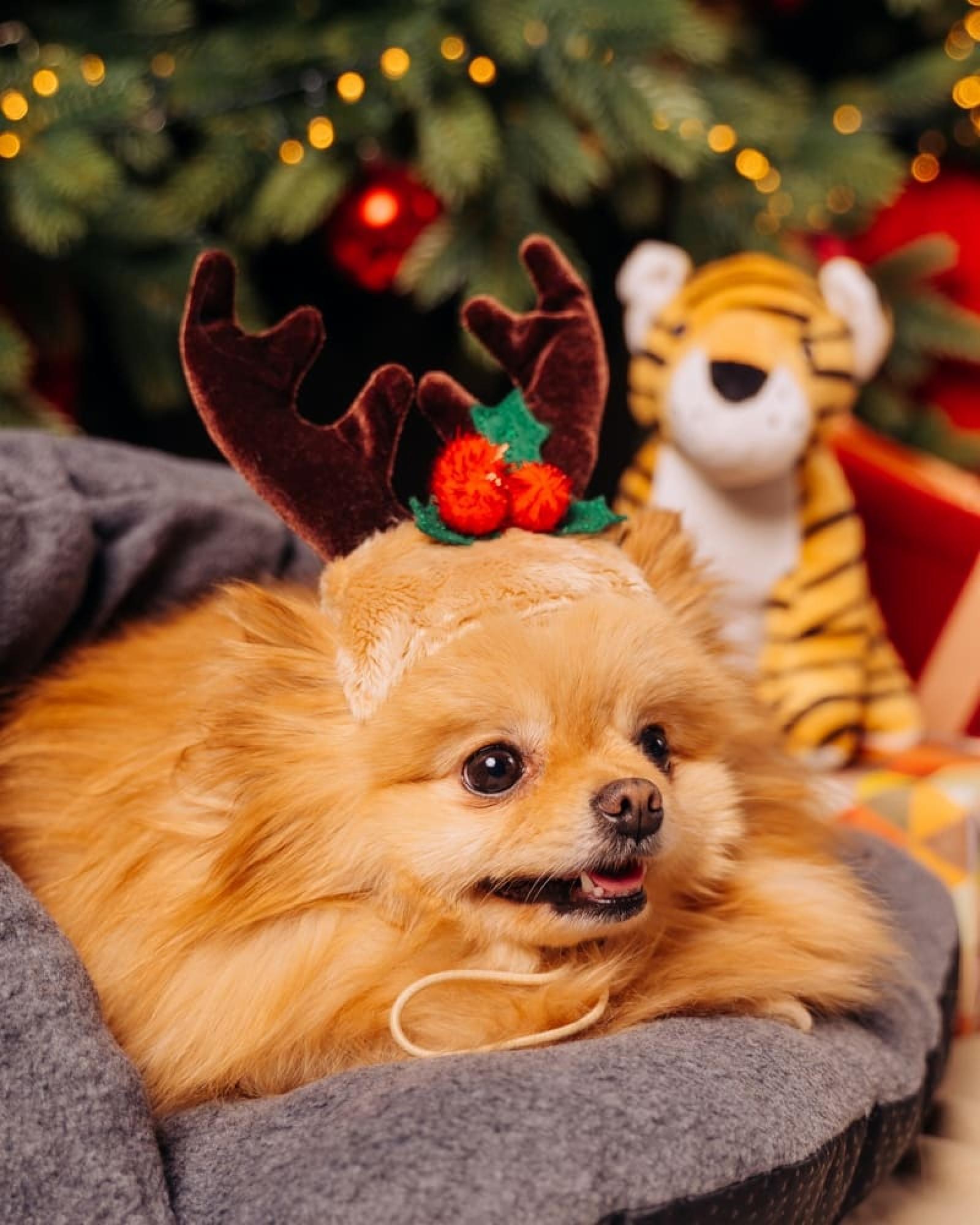 Tappi одежда Головной убор новогодний Алиот размер M зп24ос 0,100 кг 56216