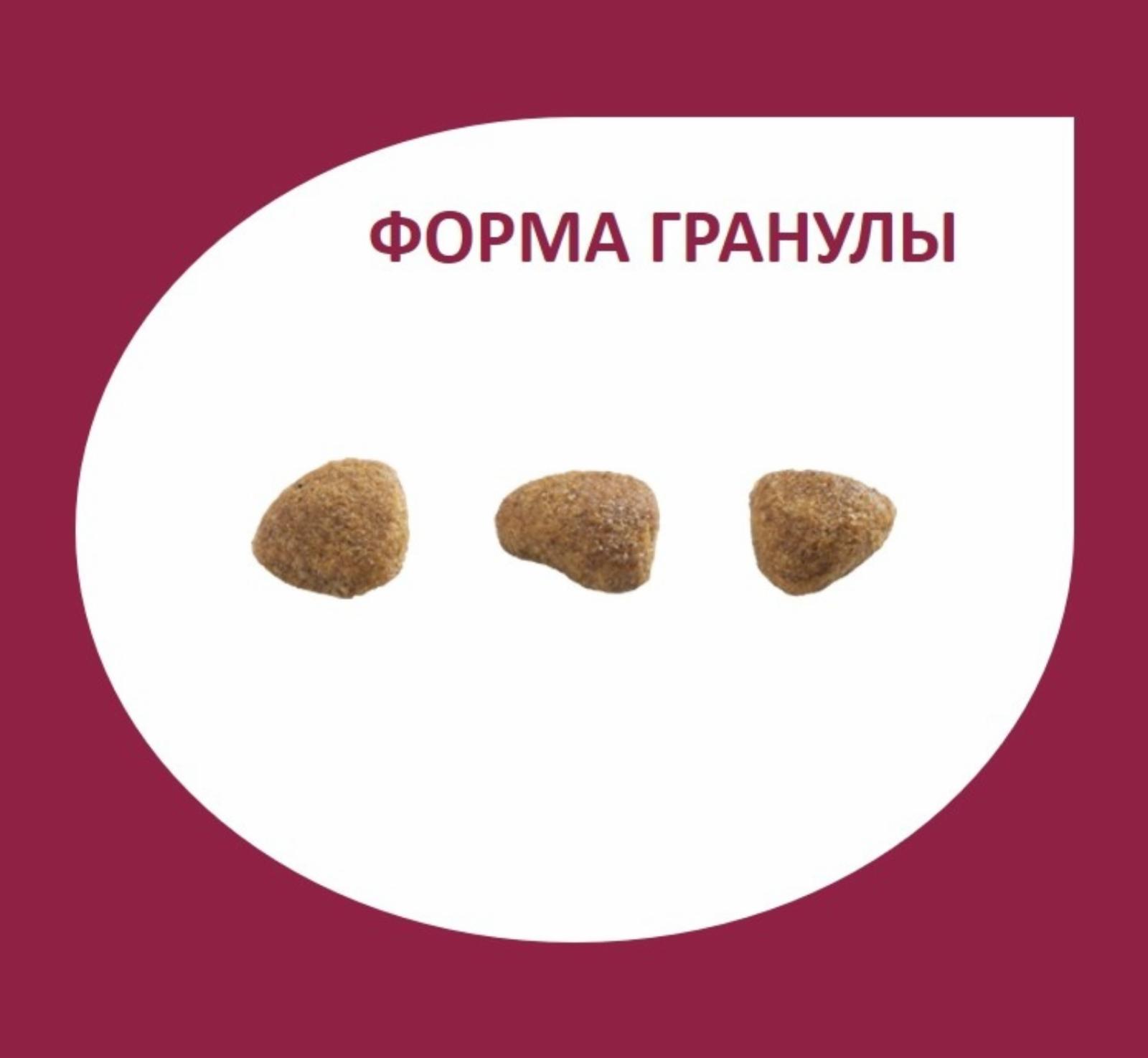 GRANPLUS ВВА Cухой корм для стерилизованных кошек c лососем и цыпленком (Sterilized) 916839 10,100 кг 62502