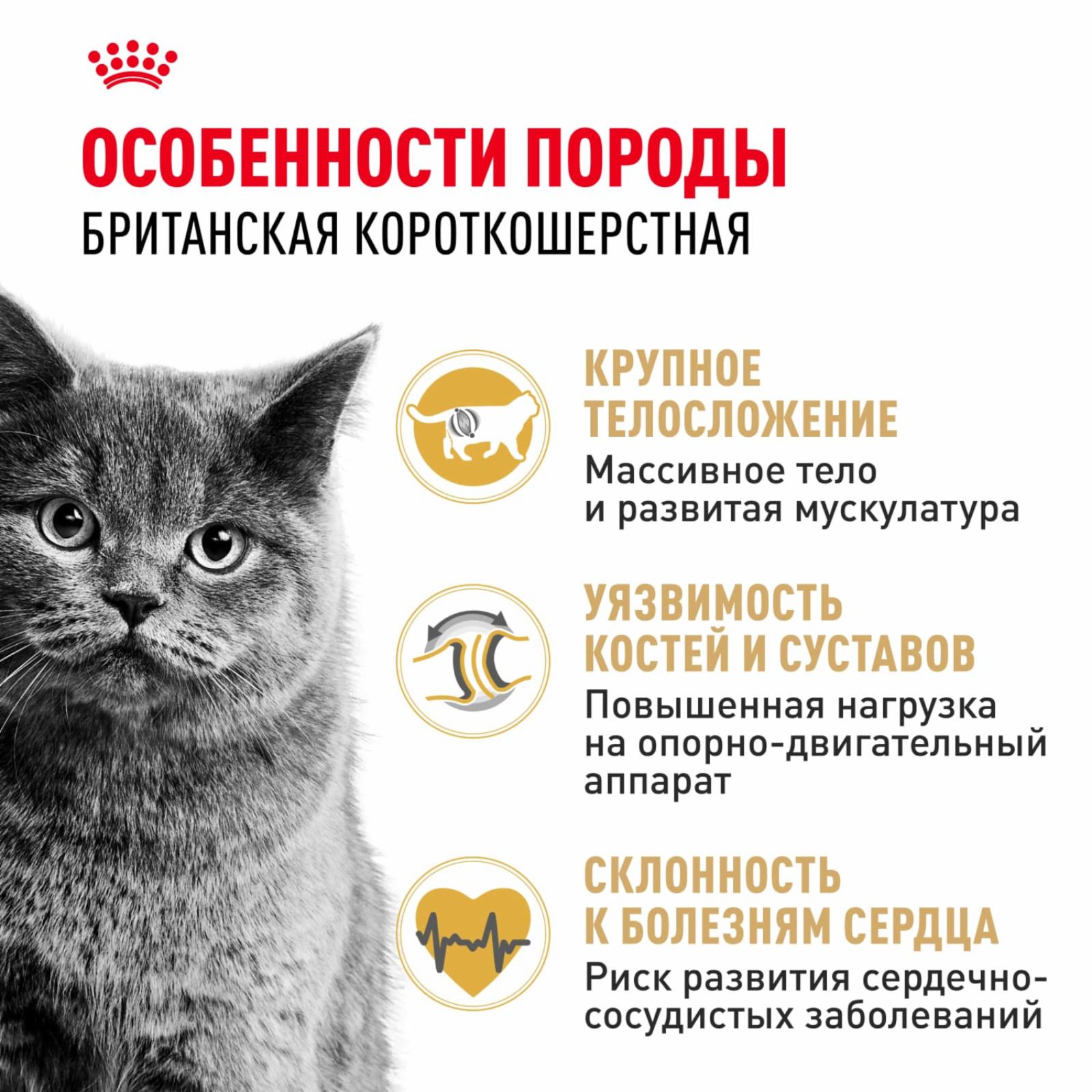 Royal Canin RC Для кошек-Британск.короткошерстн.: 1-10лет (British Shorthair) 25571000R1 10.000 кг 21581