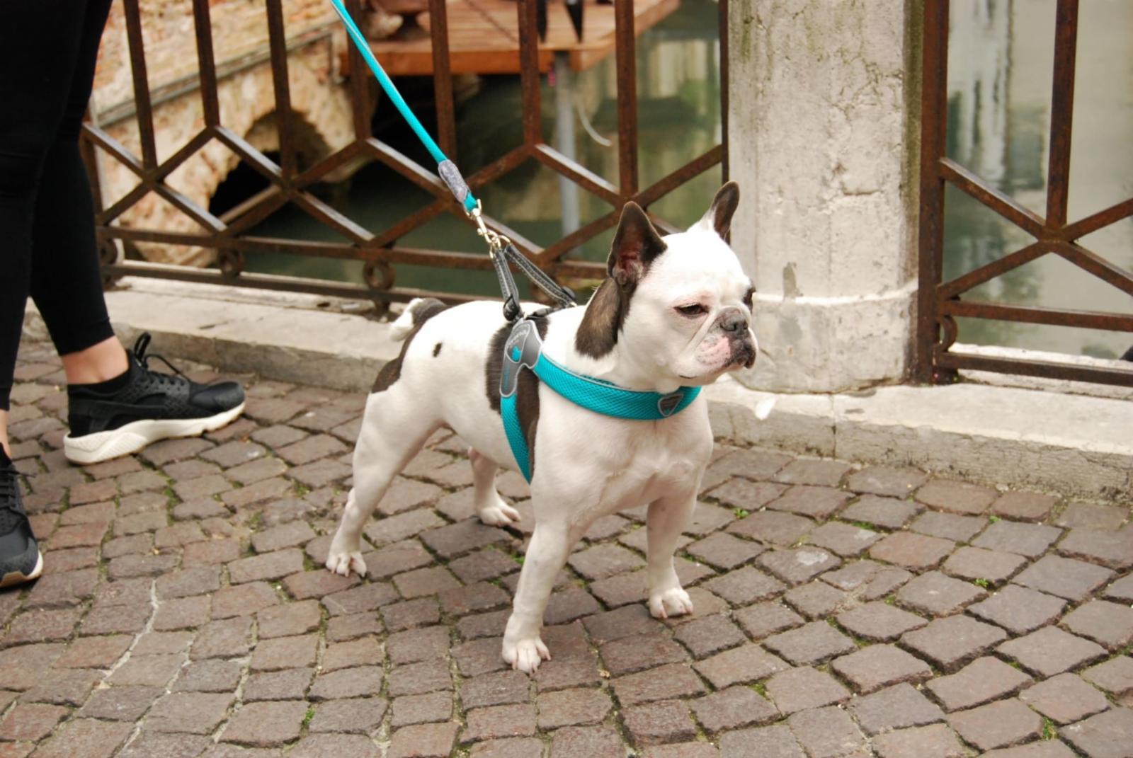 Cortina Мягкая шлейка Супер Комфорт белая  (обхват груди 25-35 см3-4 кг)  (Harness CINQUETORRI WHITE  SZ2) C100WH020 0.056 кг 48365